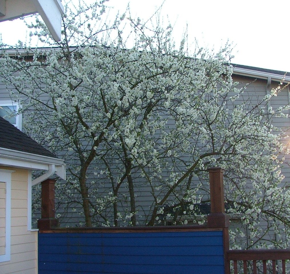 Plum Tree April 2006 001 new
