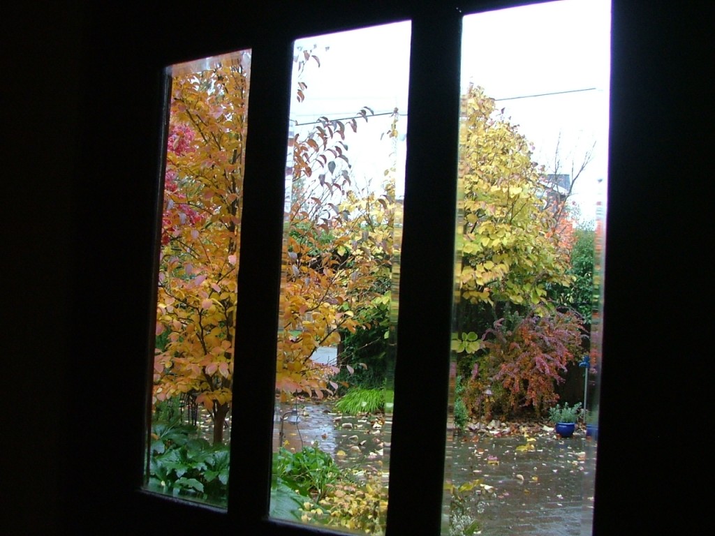 Leaves and Windows November 2006 001