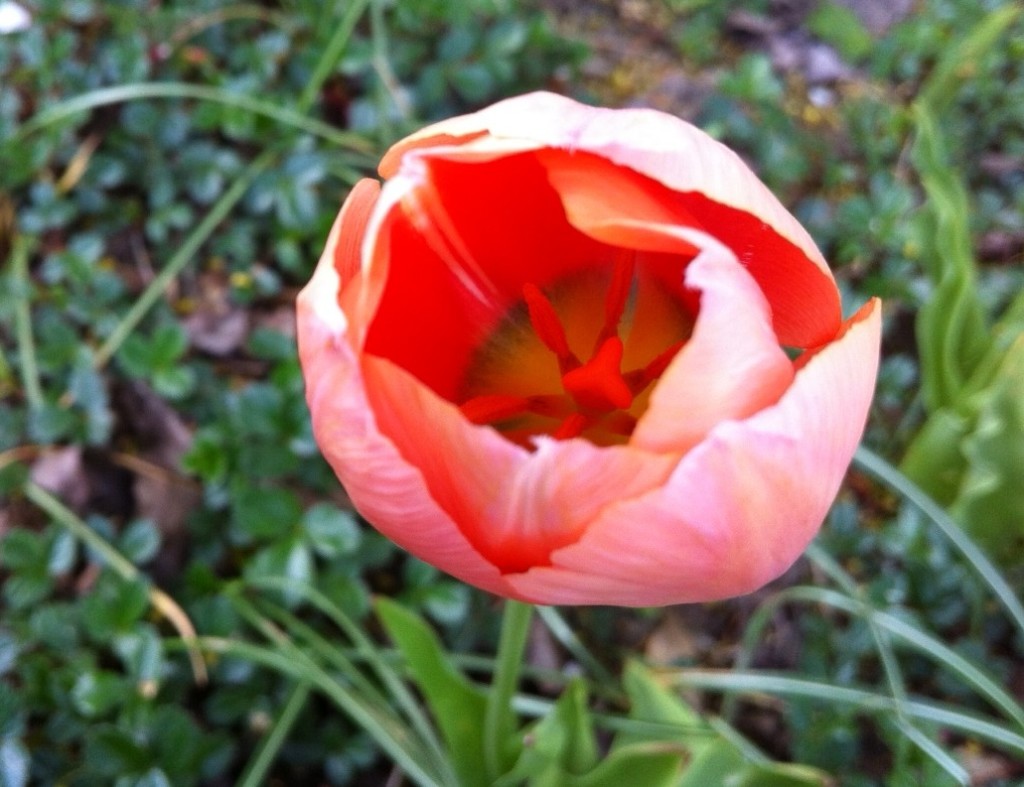 tulip 11