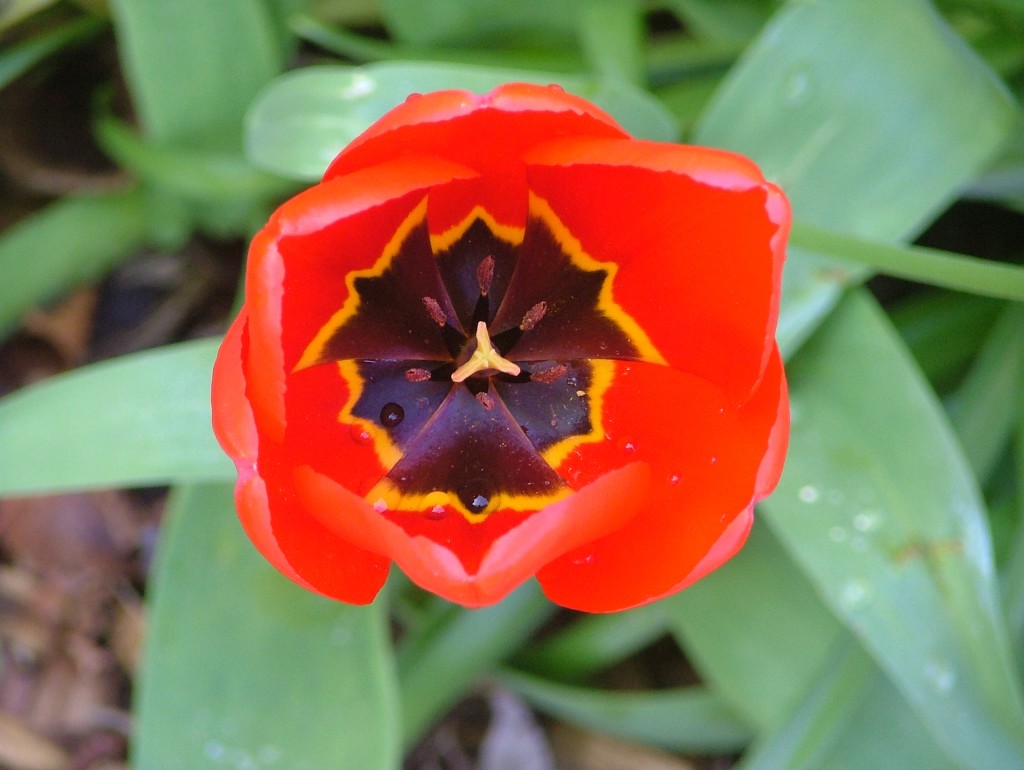 tulip 13 DSCF2847