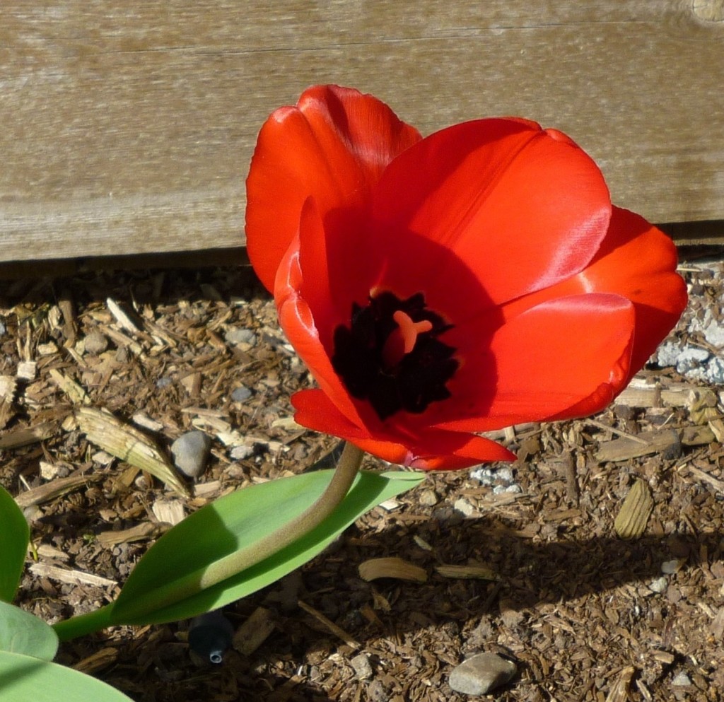 tulip 14 P1030704