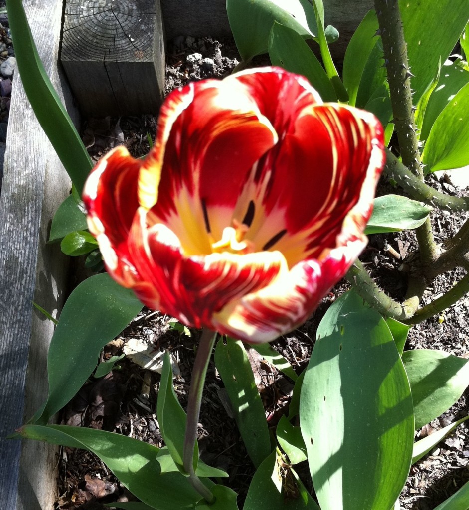 tulip 19 IMG_2832