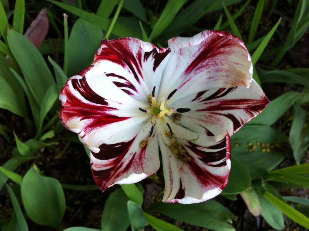 tulip 2 BLOG