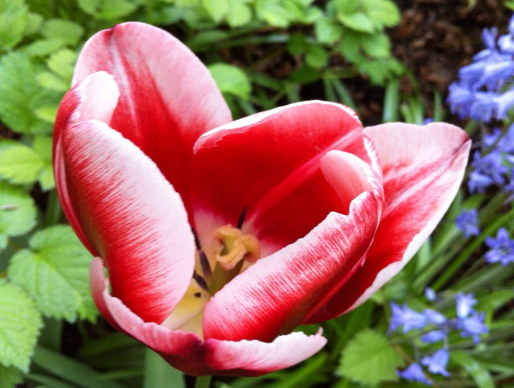 tulip 20 IMG_7119