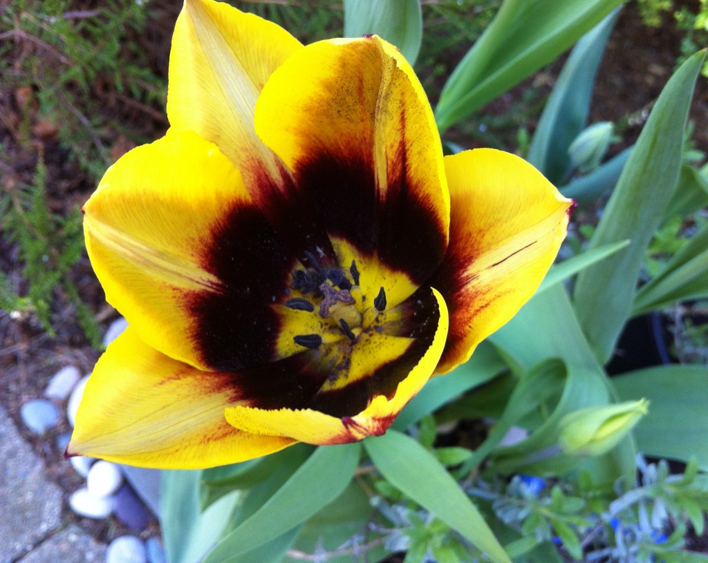 tulip 21 IMG_6882