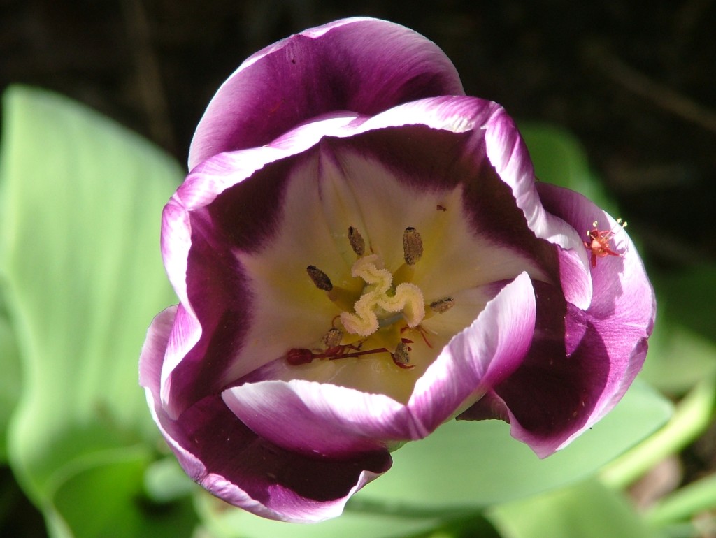 tulip 9 DSCF2850