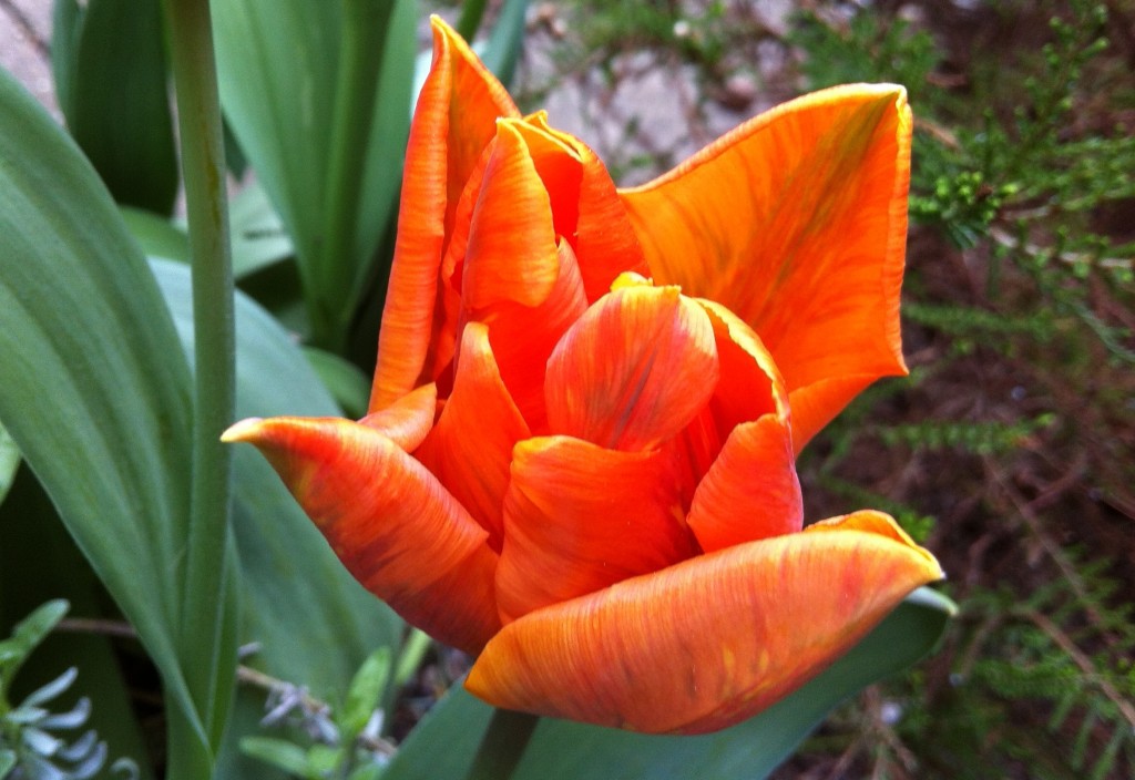 xtulip 11 IMG_7111