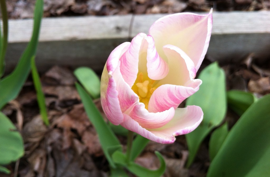 xtulip 6 IMG_4218