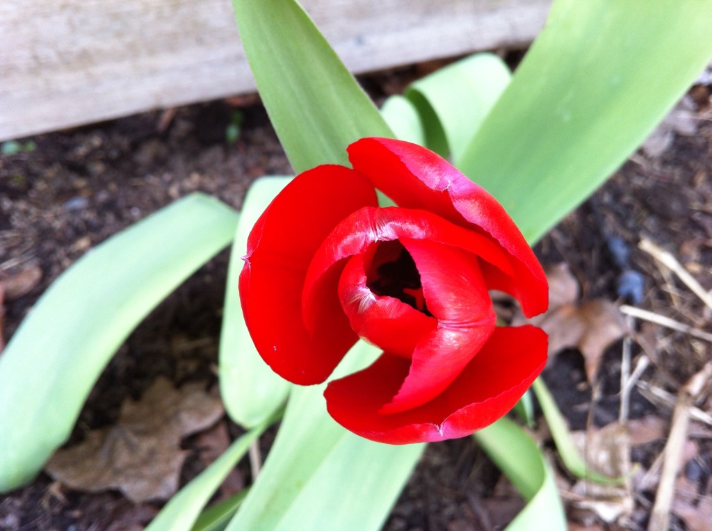 xtulip 7a IMG_4211