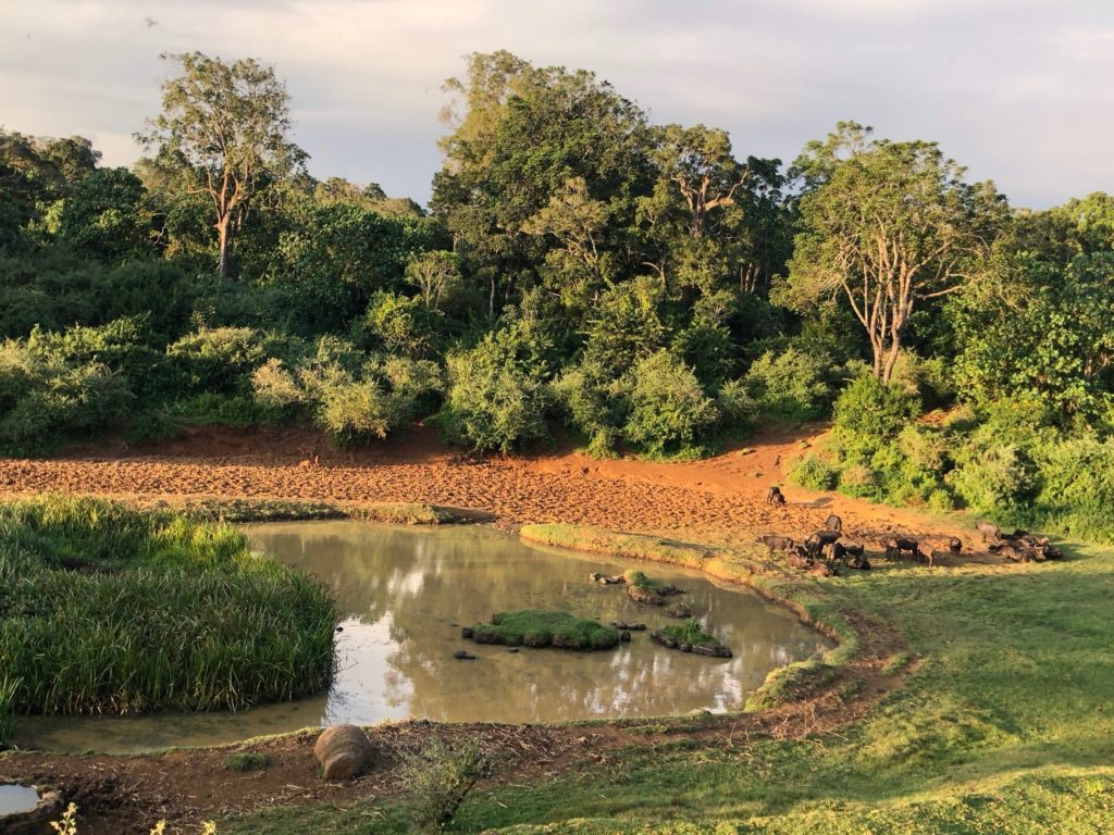 Mount Kenya rainforest – A Kenya-hegy esőerdeje – FloorCookies