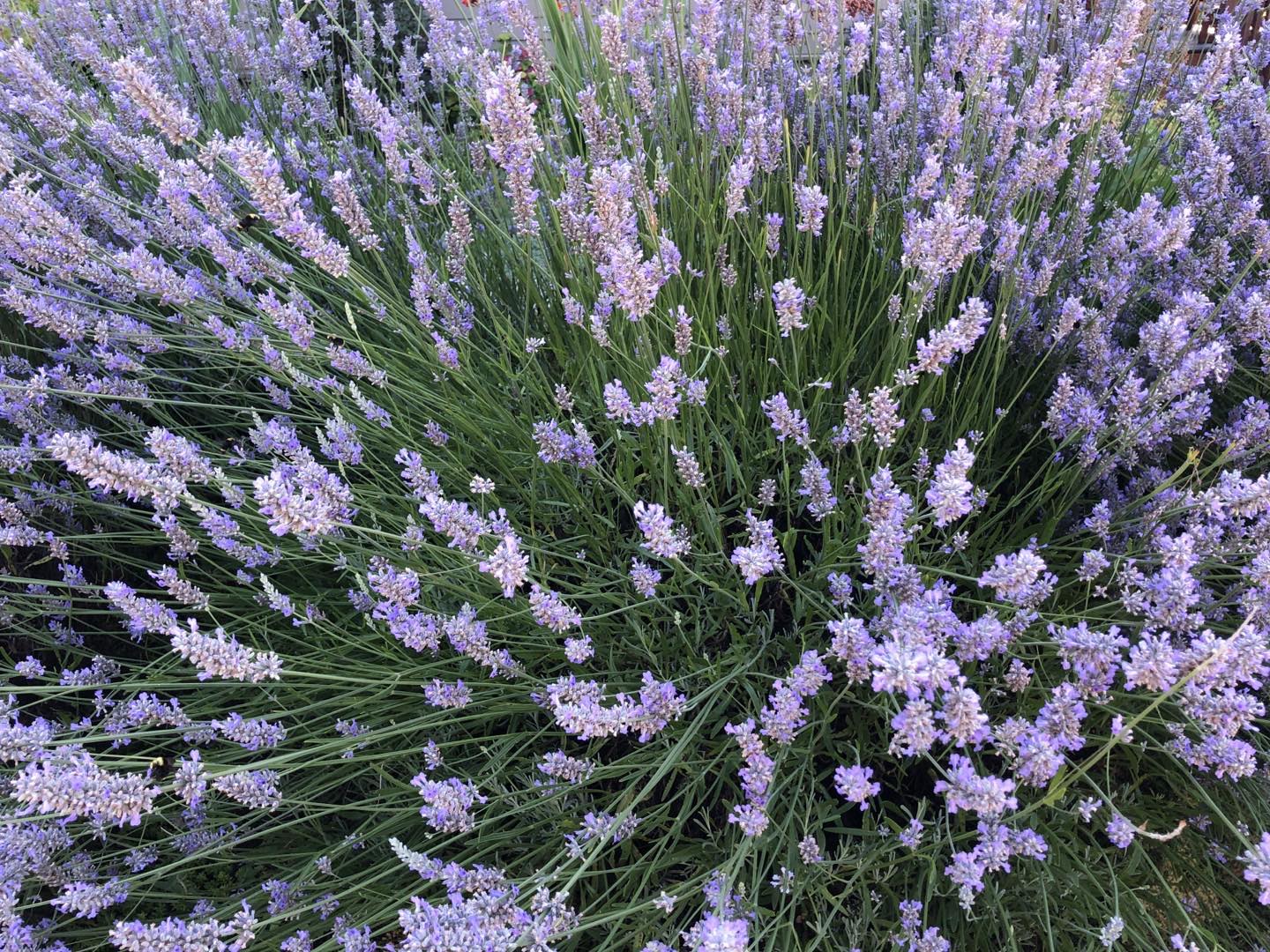 Pure purple delight
-
-
#purple #lavender #englishlavender #levendula #gardens #flowers #flowersofinsta #lilavirág #ourneighborhood #myseattlepictures🌿