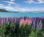 The dazzling Lake Takepo – A káprázatos Takepo-tó