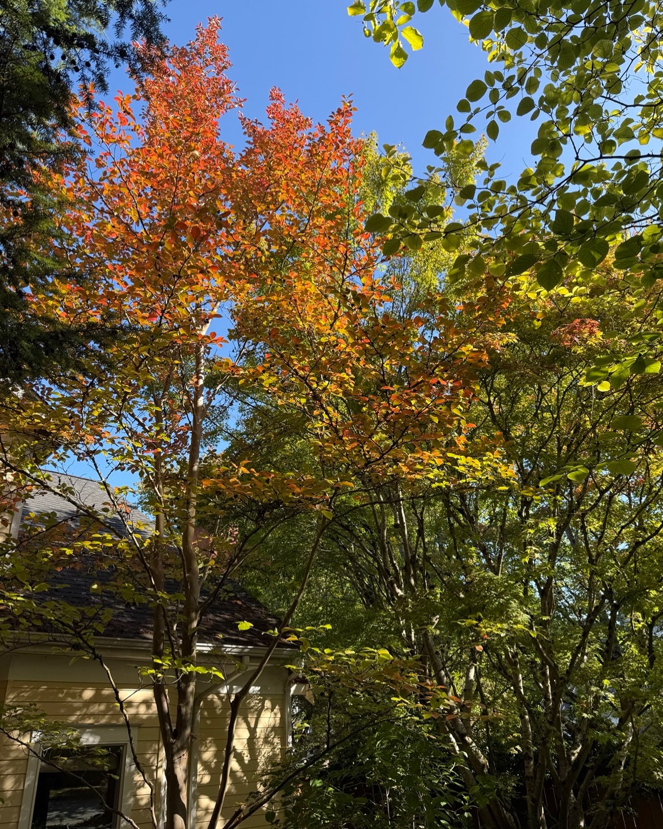 End of summer in our garden.